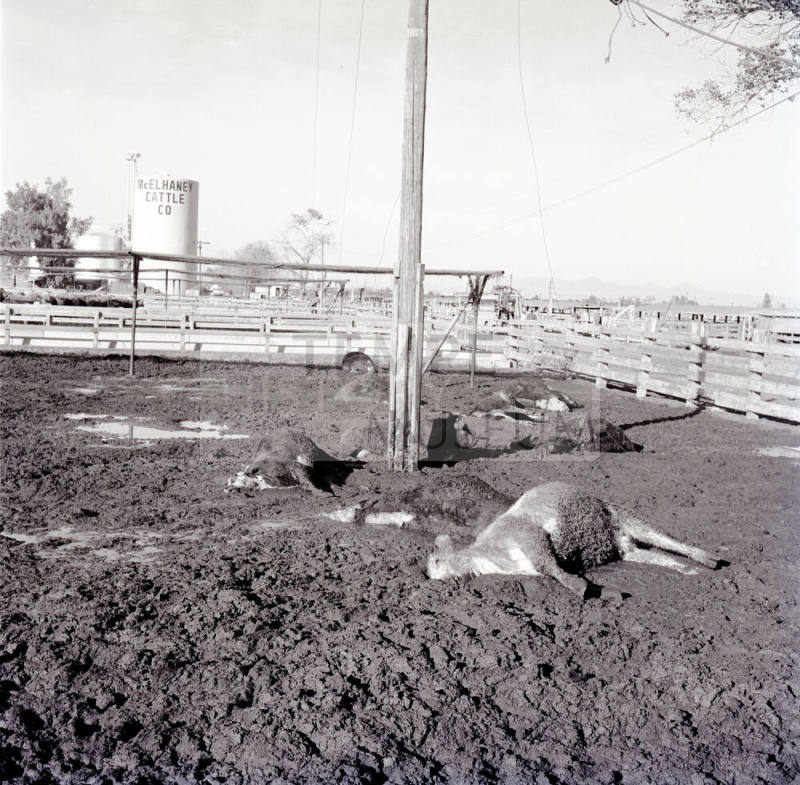 Dead cattle at McElhaney Cattle Company