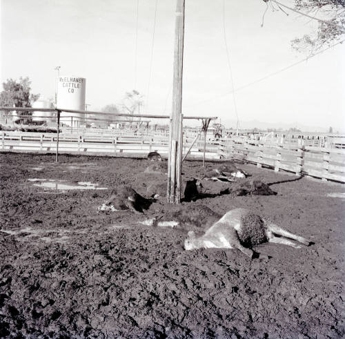Dead cattle at McElhaney Cattle Company