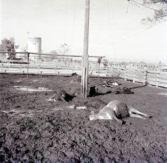 Dead cattle at McElhaney Cattle Company