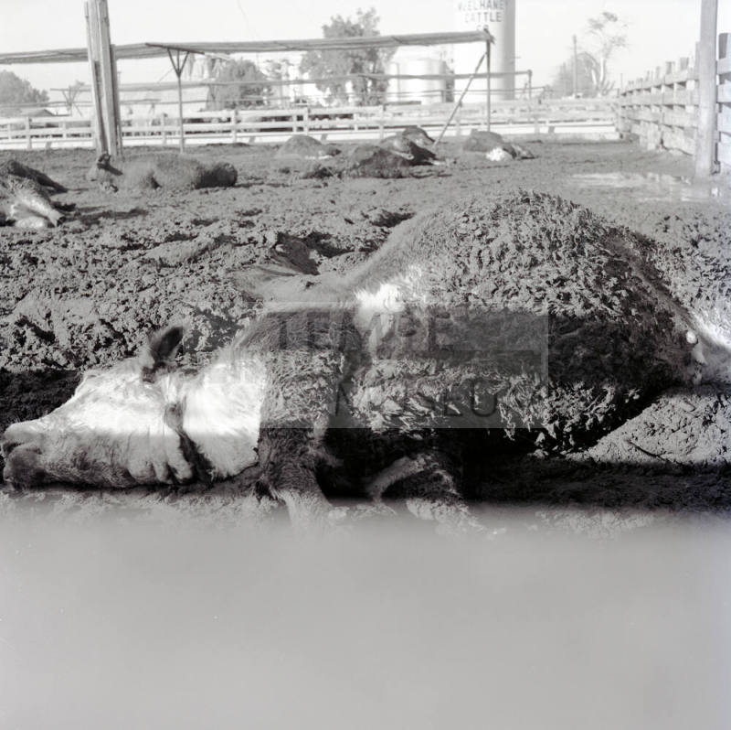 Dead cattle at McElhaney Cattle Company