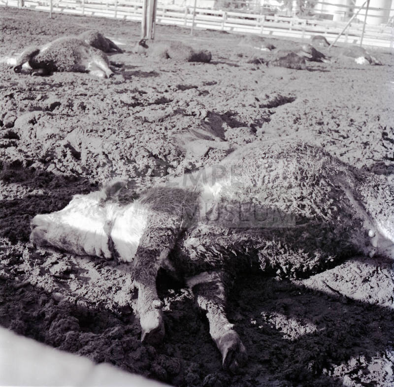 Dead cattle at McElhaney Cattle Company