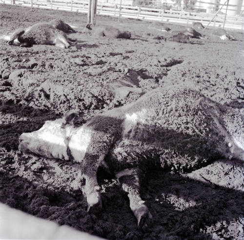 Dead cattle at McElhaney Cattle Company