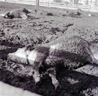 Dead cattle at McElhaney Cattle Company