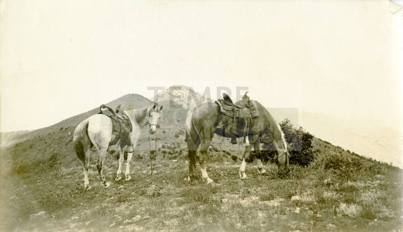 Photo of two horses belonging to Dr. Fenn J Hart
