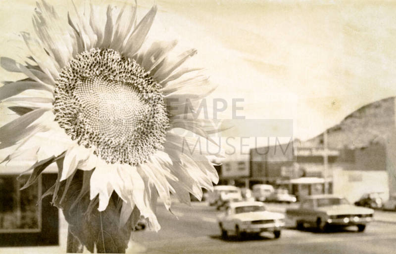 Sun Flower on Mill Ave., Tempe