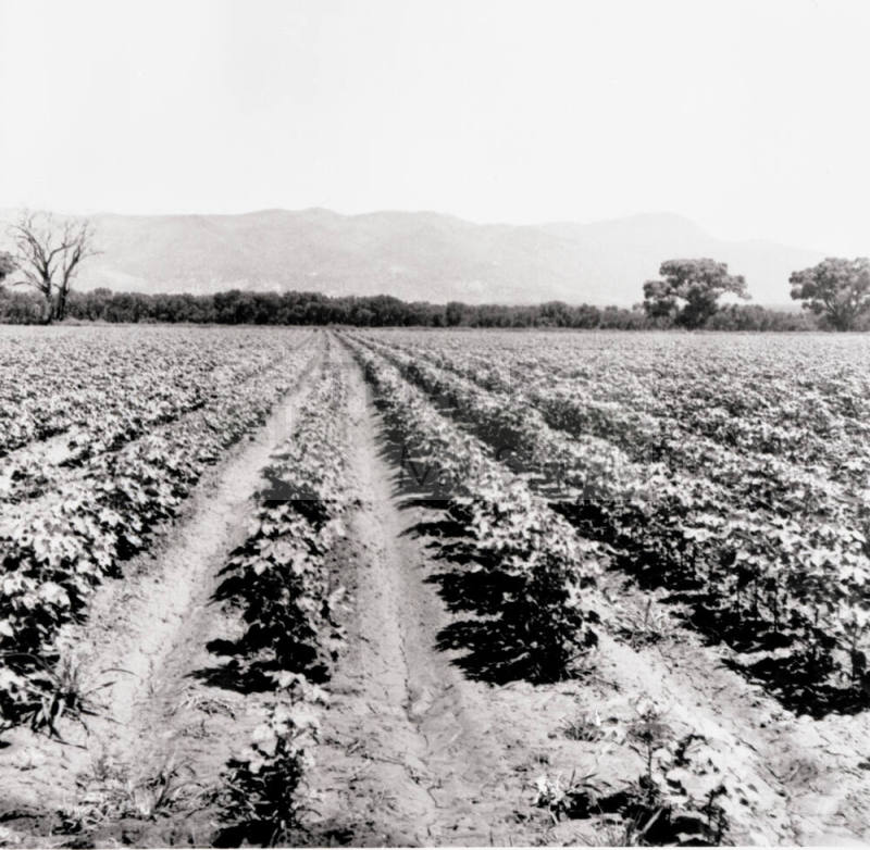 Rows of Cotton