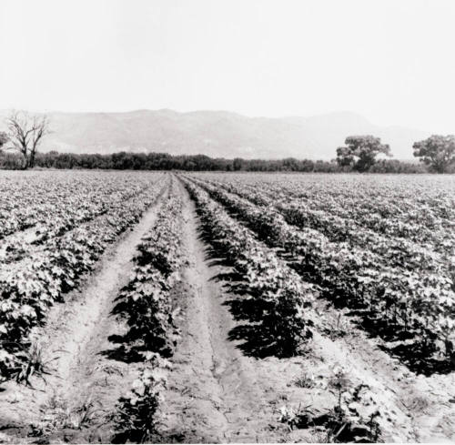 Rows of Cotton