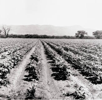 Rows of Cotton