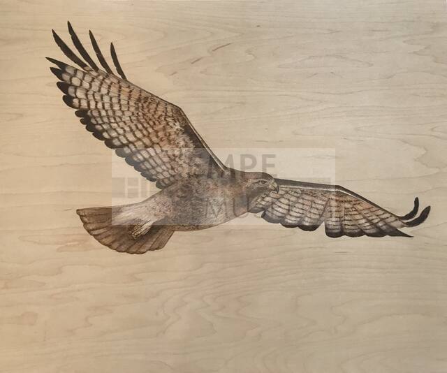 Red-Tailed Hawk