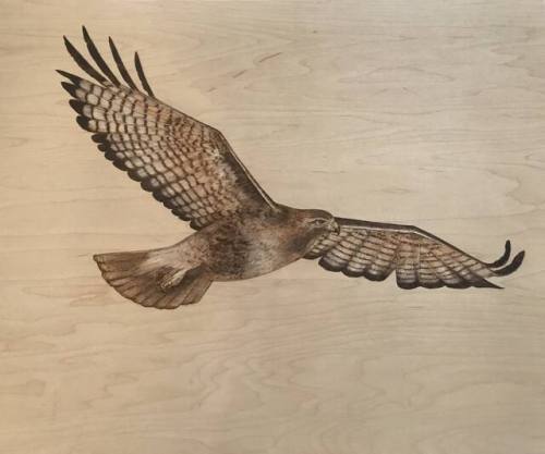 Red-Tailed Hawk