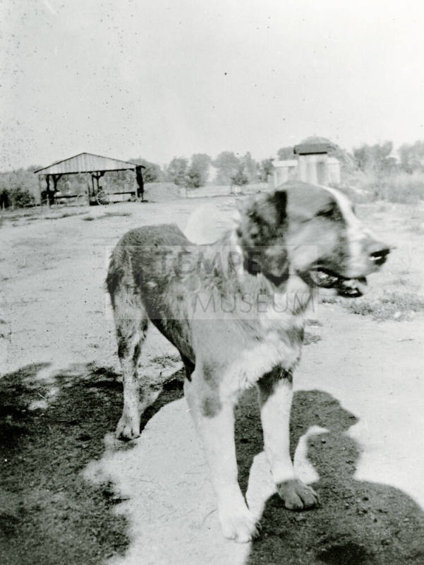 Dog on Petersen property