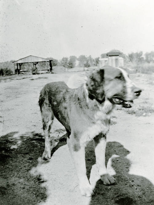 Dog on Petersen property