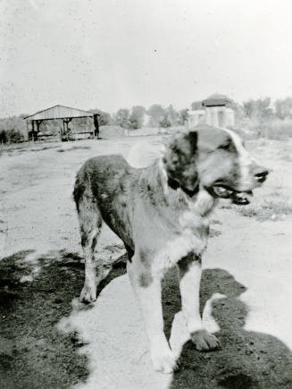 Dog on Petersen property