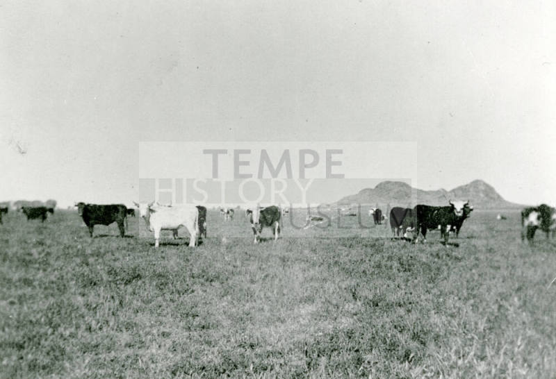 Cows in a field on Petersen property