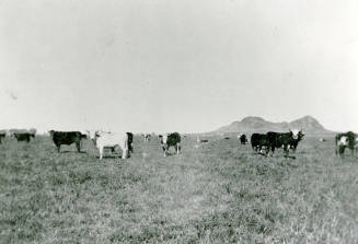 Cows in a field on Petersen property