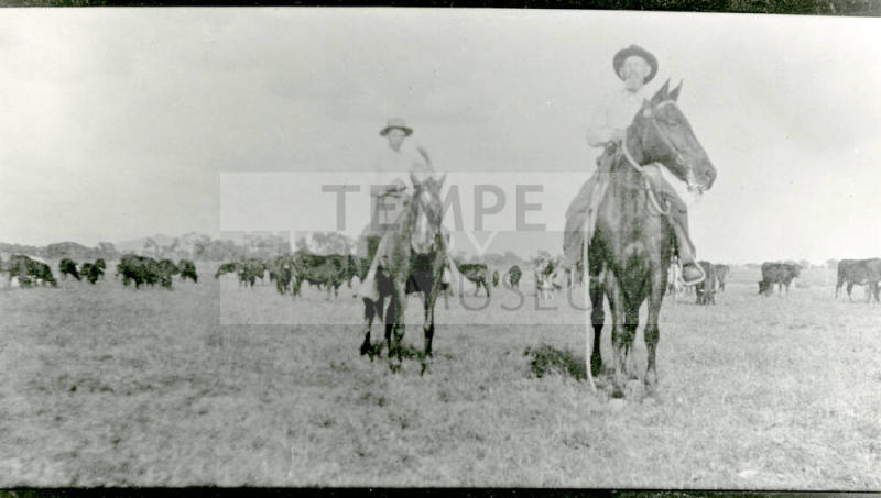 Two men ride horses with cows on Petersen property