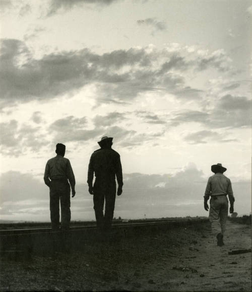 3 Cotton Workers at sunrise or sunset