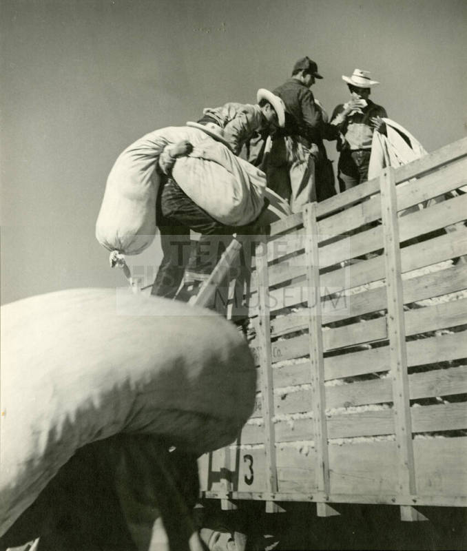 5 cotton workers carrying cotton bags