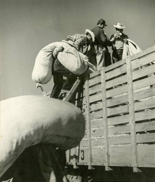 5 cotton workers carrying cotton bags