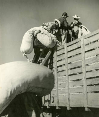 5 cotton workers carrying cotton bags