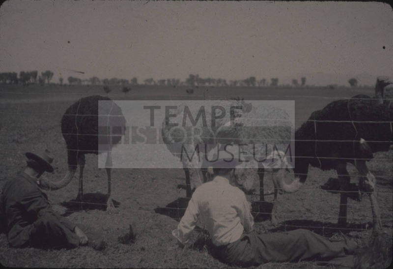 Tempe Ostrich Farm 1915