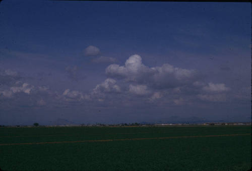 Arizona Cotton Field