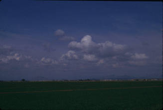 Arizona Cotton Field