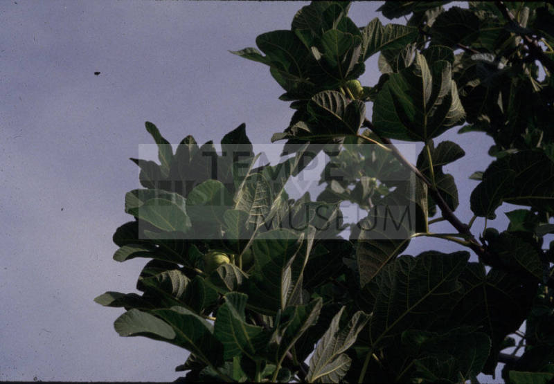 Fig Tree