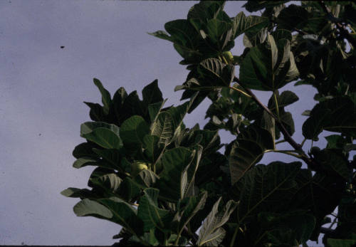 Fig Tree