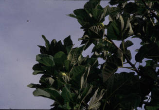 Fig Tree