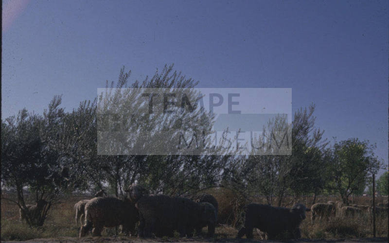 Sheep grazing in Tempe