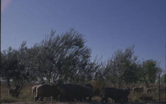 Sheep grazing in Tempe