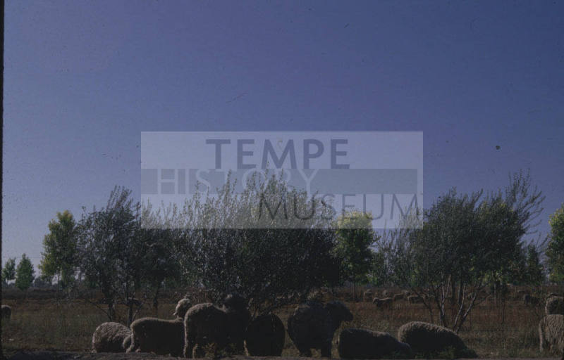 Sheep grazing in Tempe