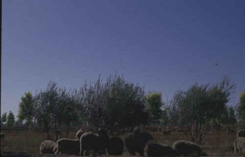 Sheep grazing in Tempe