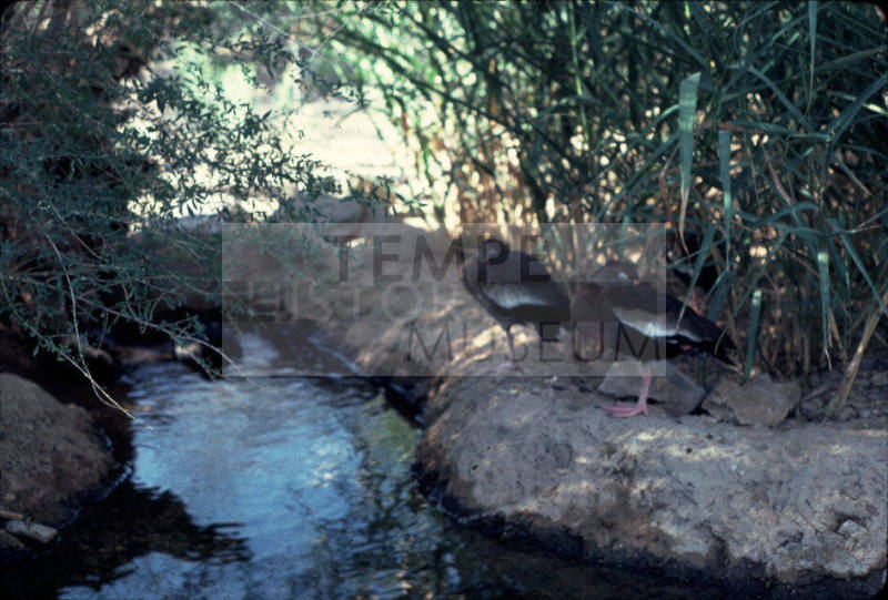 Ducks by Canal