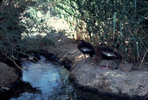 Ducks by Canal