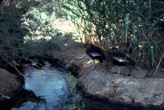 Ducks by Canal