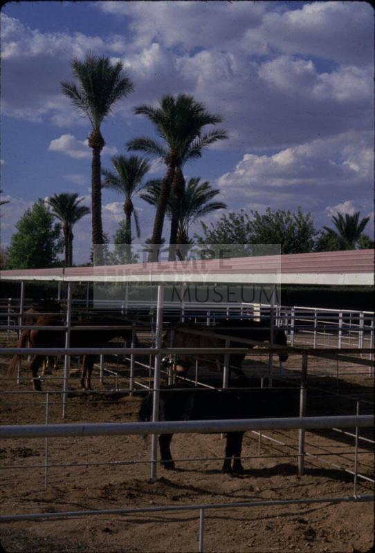 Bueno Vista Ranchos-Tempe, AZ