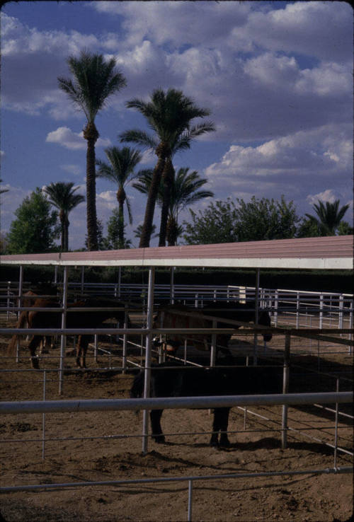 Bueno Vista Ranchos-Tempe, AZ