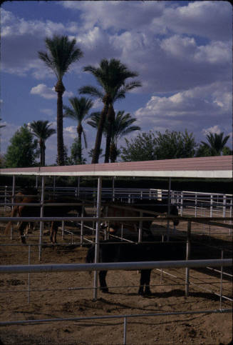Bueno Vista Ranchos-Tempe, AZ