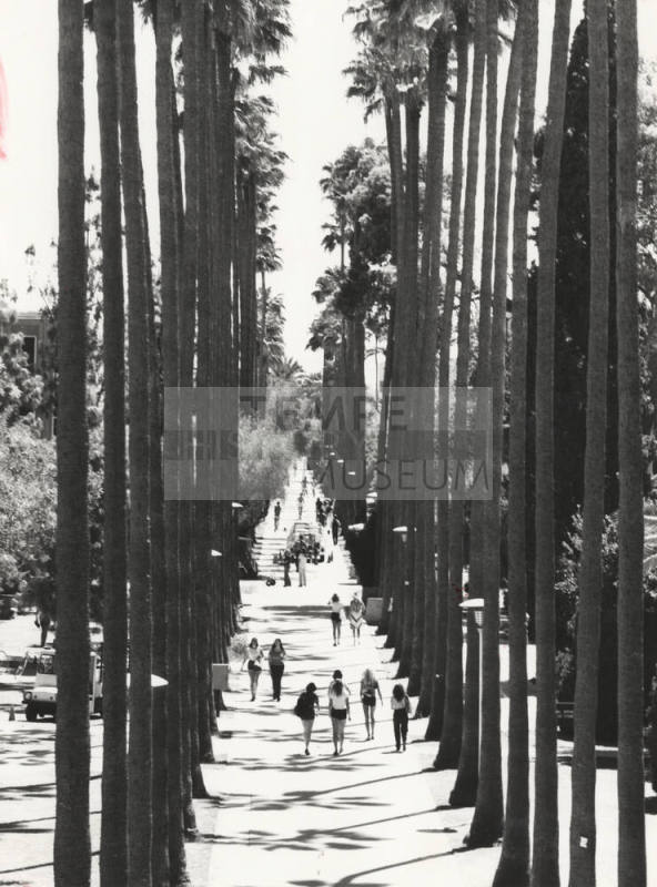 Palm Walk at Arizona State University
