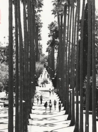 Palm Walk at Arizona State University