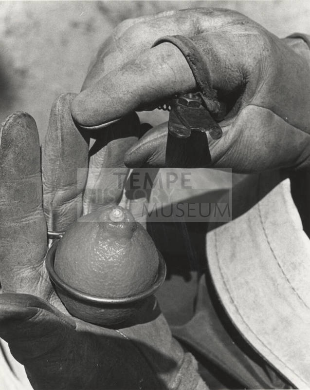 Lemon Picking Clippers and Measuring Ring