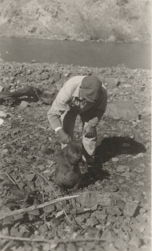 Photo- Man holding a beaver at the Roosevelt Dam