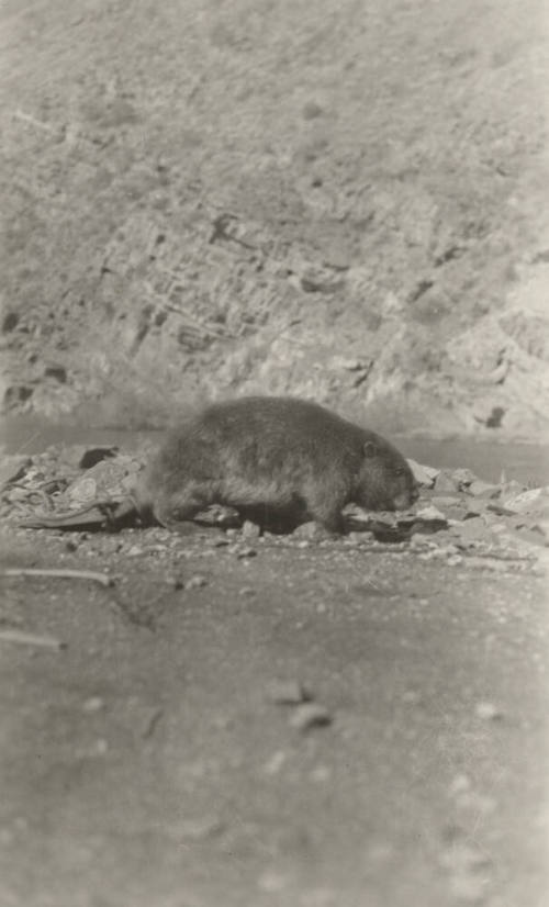 Photo- Beaver on river bank near Roosevelt Dam