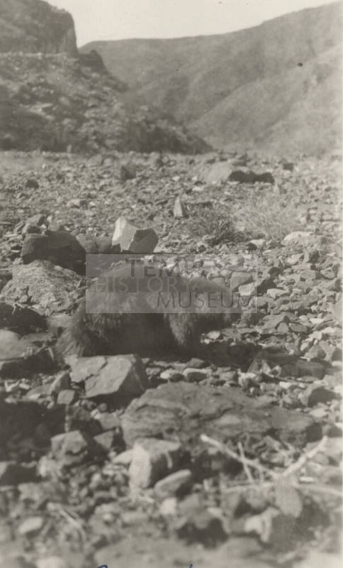 Photo- Beaver on river bank near Roosevelt Dam