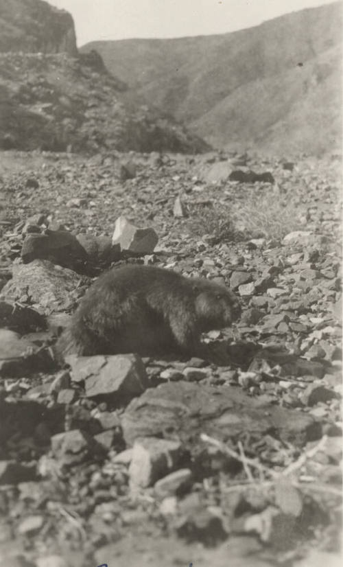Photo- Beaver on river bank near Roosevelt Dam