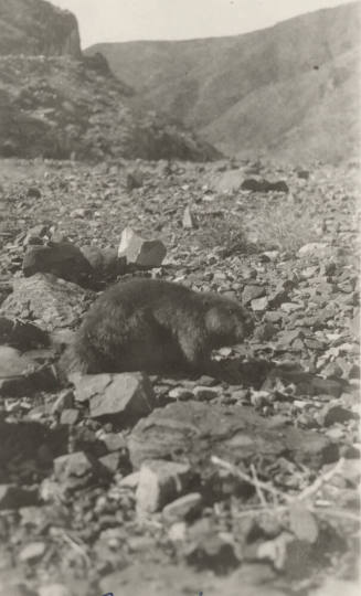Photo- Beaver on river bank near Roosevelt Dam