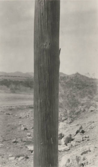 Photo- wooden power line pole
