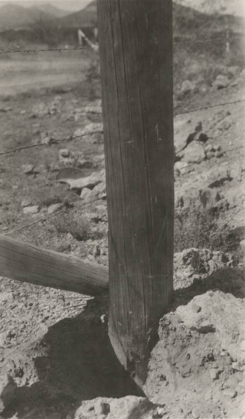 Photo- two wooden power line poles